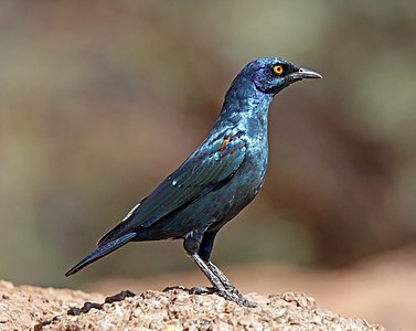 Cape starling, by Charlesjsharp