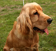 Red Cocker Spaniel