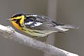 Blackburnian Warbler