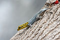 Image 18 Dwarf yellow-headed gecko Photo: Muhammad Mahdi Karim The dwarf yellow-headed gecko (Lygodactylus luteopicturatus) is a small gecko species native to the rocky areas of southern Kenya, eastern Tanzania, and Zanzibar. This individual's tail, which had been shed through autotomy, is regenerating. More selected pictures