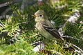 * Nomination Yellow-bellied Flycatcher --Cephas 20:30, 9 August 2010 (UTC) * Promotion Very nice. --Quartl 20:41, 9 August 2010 (UTC)