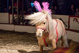 Un poney clair avec un plumeau rose sur la tête trotte autour d'une piste de cirque.