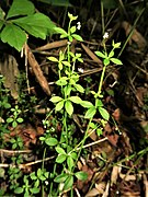 Galium kikumugura