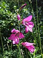 Espiga de Gladiolus palustris