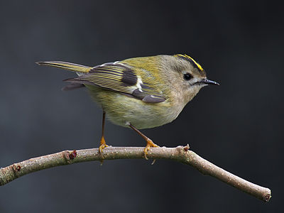 Goldcrest, by Baresi franco