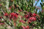 Miniatura para Grevillea speciosa