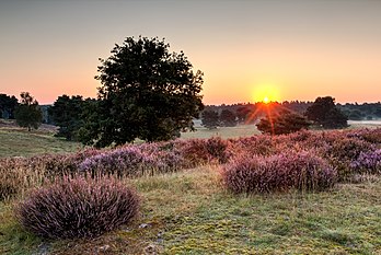 Nascer do sol na reserva natural “Westruper Heide” durante a florescência da charneca, Haltern am See, Renânia do Norte-Vestfália, Alemanha. (definição 4 570 × 3 061)