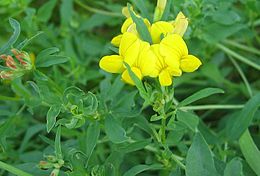 Paprastasis garždenis (Lotus corniculatus)