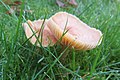 Cuphophyllus pratensis sin. Hygrocybe pratensis