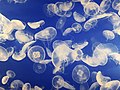 Image 36Jellyfish are easy to capture and digest and may be more important as food sources than was previously thought. (from Marine food web)