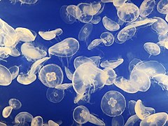 Jellyfish swarm.jpg