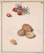 «Суніцы і грэцкі арэх», каля 1840