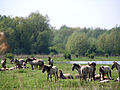 Koniks in the Dutch Oostvaardersplassen nature reserve.