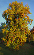 Tulip Tree Liriodendron tulipifera