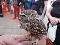 Unknown owl #1