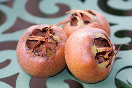 Medlar