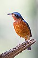 White-throated rock thrush