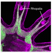 Neuromuscular system of Aurelia sp.1.png