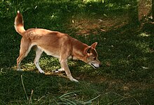New Guinea Singing Dog on trail.jpg