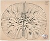 Glial cells of the mouse spinal cord, 1899