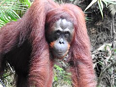 Orangutan Cindy in October 2018 by Andrea.jpg