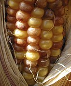 Maize with an active Mutator transposon