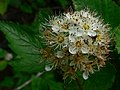 Physocarpus capitatus