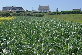 Champ d’artichauts, (Bretagne, France).