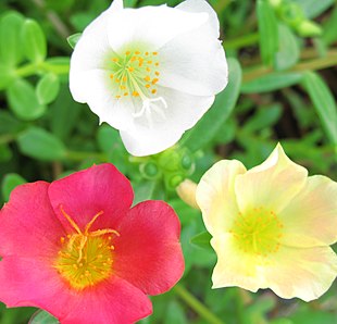 Have-Portulak (Portulacca oleracea).