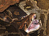 Partial shot of a think coiled snake with distinct brown markings and its mouth open to reveal pink tissue and no teeth