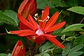 Passiflora coccinea