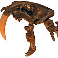S. fatalis 頭骨。顎を大きく開くことが出来た。
