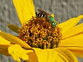 Un halíctid, Agapostemon virescens (femella) sobre una flor Coreopsis. Madison (Wisconsin)