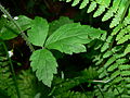 Tiarella trifoliata