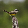 Tropical kingbird (Tyrannus melancholicus), Crooked Tree Wildlife Sanctuary