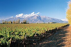 Concha y Toro vineyard in Puente Alto