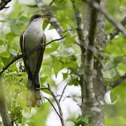 Yellow-billed cuckoo patuxent research refuge north tract 6.30.24 DSC 4885-topaz-denoiseraw-sharpen.jpg