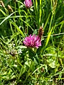 Red clover, Trifolium pratense