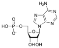 Adenosina monofosfat AMP