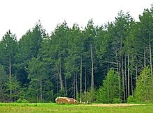 a boulder in a clearing, in front of a row of trees