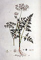 Aethusa cynapium plate 24 in: Flora Batava vol. 1, (1800)