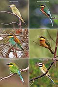 African bee-eaters composite