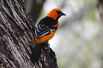 An Altamira oriole in Bentsen State Park, Texas.