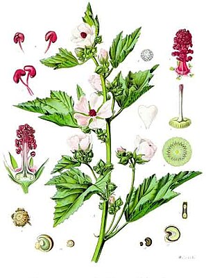 (Althaea officinalis)