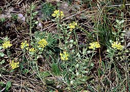 Bouquet de fleurs jaunes en terre.