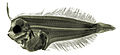 Scaldfish larva