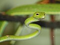 Asian Vine Snake