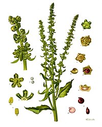 Beta vulgaris var. rapa Dum.