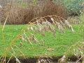 Bromus secalinus