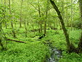 in the Burgwald, Germany.